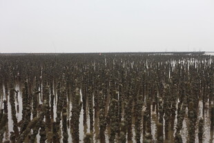 海边林立的牡蛎养殖桩