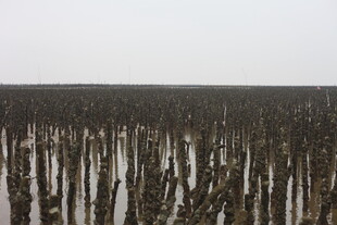 蚝场 蚝排 海边滩涂 湛江生蚝