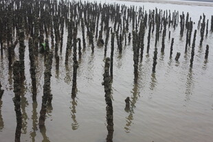 水中林立的木桩景观