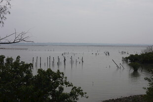 湖畔枯木与绿植景观