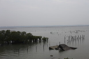 海边破旧木架与稀疏植被