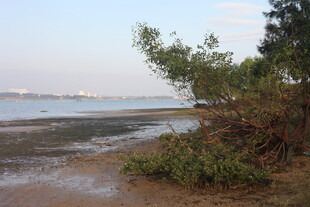 海岸边的植被与浅滩景色