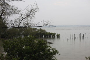 湖畔树木与水中木桩景观