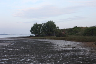 黄昏海边的树木与滩涂