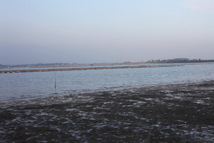 冬日湖边萧瑟景象