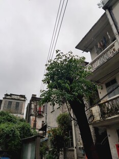 小巷中的绿树与民居