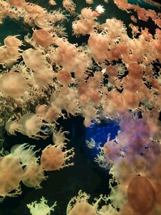 梦幻多彩珊瑚景观