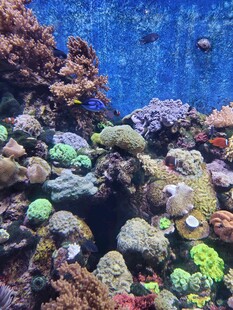 海底多彩珊瑚景观