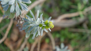 带刺植物的黄色小花