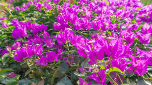 绚烂三角梅花海