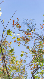 秋日树梢 柿子 斑斓枝叶映蓝天