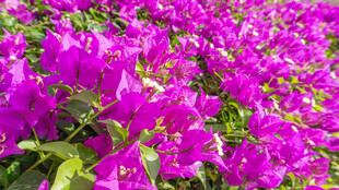 艳丽三角梅绽放美景