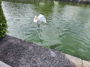 白鹭于水边优雅入水