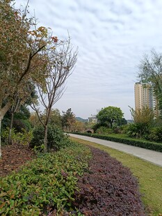 城市公园优美景观一角