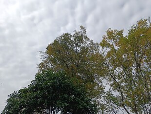 树梢之上的灰白天空