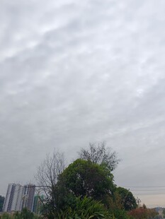 阴天城市中的树木景观