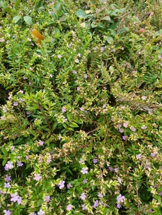 繁茂绿植中的紫色小花