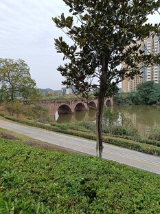 河畔绿树与远处拱桥风景