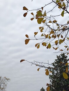 秋日枝头黄叶映灰天