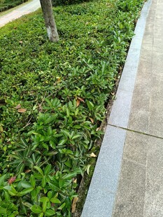 路边绿植景观