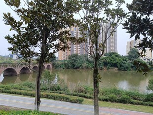 河畔桥景与绿树相映成趣