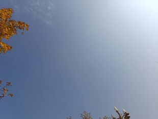 秋日蓝天与枝头黄叶