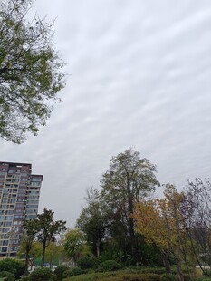 城市中的树木与高楼景观