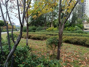 秋日公园绿植与落叶景致