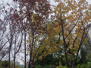 秋日多彩树木景观