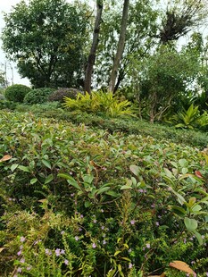 绿意盎然的茶园风光