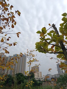 秋日城市间的树木景致