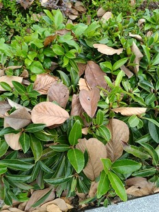 地面上的绿叶与枯叶