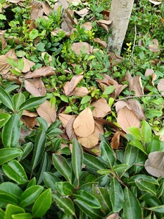 绿叶间的枯黄叶片