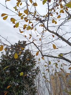 秋日枝头黄叶飘零景象