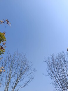 蓝天枯枝间飞鸟景象