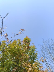 秋日树梢与蓝天美景