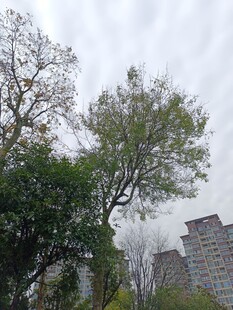 户外树木与建筑景观