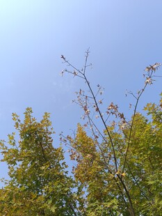 秋日树梢与晴朗蓝天