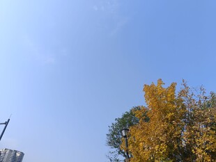 秋日蓝天旁的金黄树木