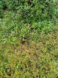 野外繁茂的绿色植物景观