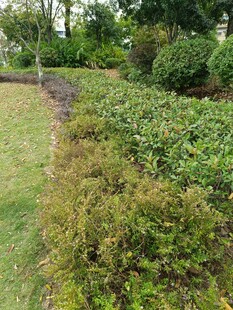 绿意盎然的园林植物景观