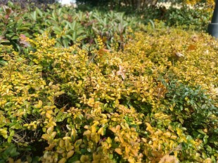 秋日斑斓灌木丛