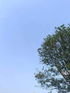 蓝天之下的葱郁树木
