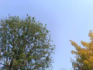 秋日双树映蓝天
