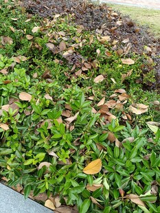 地面绿植与散落枯叶