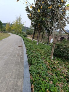 秋日林间小径风景