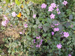 紫色小花绽放于绿叶间