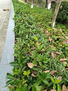 路边翠绿繁茂的灌木丛