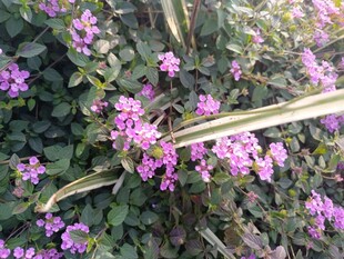 紫色小花与绿叶植物