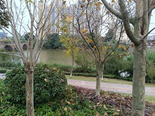 秋日公园树木景观